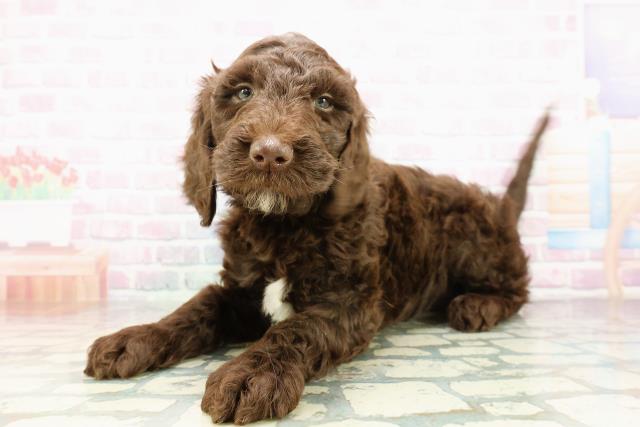 埼玉県のゴールデンドゥードゥル(ゴールデン×プードル) (Coo&RIKU川越店/2026年3月1日生まれ/女の子/ブラウンホワイト)の子犬の2枚目の画像