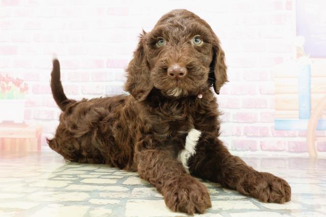 埼玉県のゴールデンドゥードゥル(ゴールデン×プードル) (Coo&RIKU川越店/2026年3月1日生まれ/女の子/ブラウンホワイト)の子犬の3枚目の画像