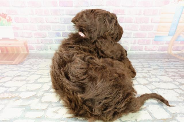 埼玉県のゴールデンドゥードゥル(ゴールデン×プードル) (Coo&RIKU川越店/2026年3月1日生まれ/女の子/ブラウンホワイト)の子犬の4枚目の画像