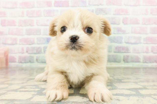 北海道のポメズー/ポメシーズ(ポメラニアン×シーズー) (Coo&RIKU札幌西店/2026年3月3日生まれ/女の子/クリームホワイト)の子犬の1枚目の画像