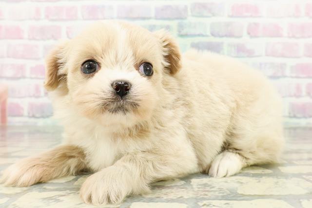 北海道のポメズー/ポメシーズ(ポメラニアン×シーズー) (Coo&RIKU札幌西店/2026年3月3日生まれ/女の子/クリームホワイト)の子犬の2枚目の画像