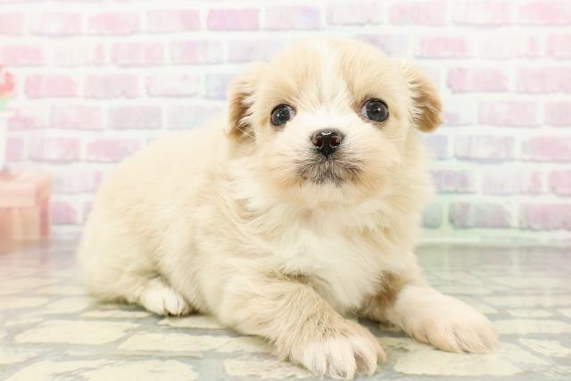 北海道のポメズー/ポメシーズ(ポメラニアン×シーズー) (Coo&RIKU札幌西店/2026年3月3日生まれ/女の子/クリームホワイト)の子犬の3枚目の画像