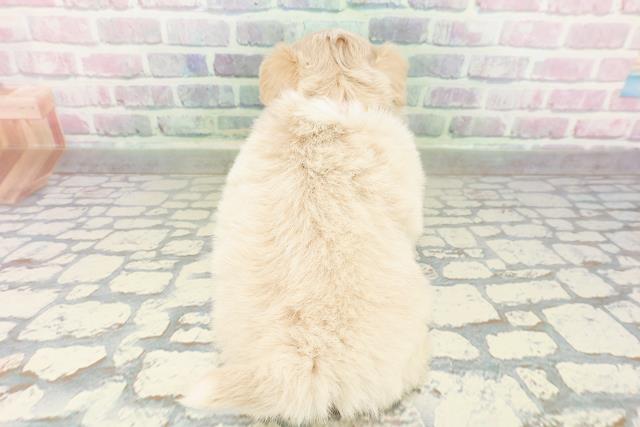 北海道のポメズー/ポメシーズ(ポメラニアン×シーズー) (Coo&RIKU札幌西店/2026年3月3日生まれ/女の子/クリームホワイト)の子犬の4枚目の画像