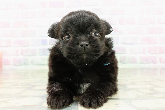 青森県のポメズー/ポメシーズ(ポメラニアン×シーズー) (Coo&RIKU青森店/2026年3月3日生まれ/男の子/ブラックホワイト)の子犬の1枚目の画像