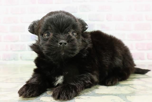 青森県のポメズー/ポメシーズ(ポメラニアン×シーズー) (Coo&RIKU青森店/2026年3月3日生まれ/男の子/ブラックホワイト)の子犬の2枚目の画像