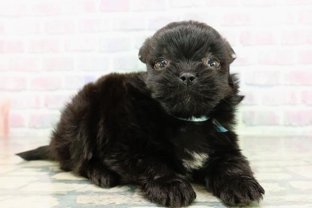 青森県のポメズー/ポメシーズ(ポメラニアン×シーズー) (Coo&RIKU青森店/2026年3月3日生まれ/男の子/ブラックホワイト)の子犬の3枚目の画像