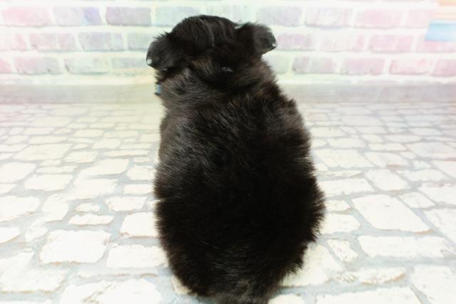 青森県のポメズー/ポメシーズ(ポメラニアン×シーズー) (Coo&RIKU青森店/2026年3月3日生まれ/男の子/ブラックホワイト)の子犬の4枚目の画像