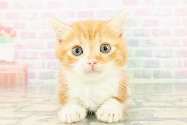 神奈川県のマンチカン (Coo&RIKU相模原店/2026年3月2日生まれ/男の子/レッドタビーホワイト)の子猫の1枚目の画像