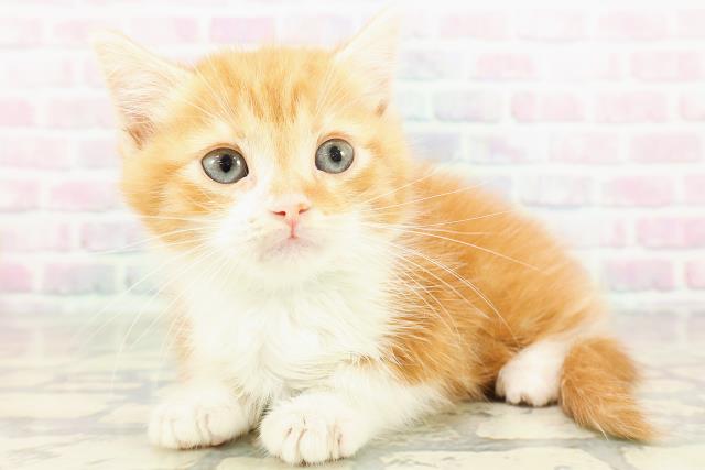 神奈川県のマンチカン (Coo&RIKU相模原店/2026年3月2日生まれ/男の子/レッドタビーホワイト)の子猫の2枚目の画像