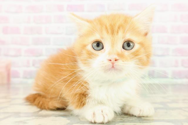 神奈川県のマンチカン (Coo&RIKU相模原店/2026年3月2日生まれ/男の子/レッドタビーホワイト)の子猫の3枚目の画像