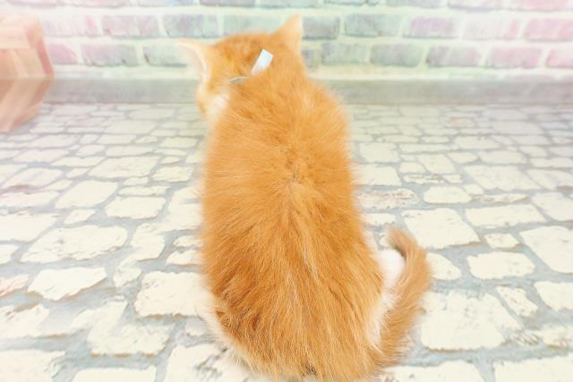 神奈川県のマンチカン (Coo&RIKU相模原店/2026年3月2日生まれ/男の子/レッドタビーホワイト)の子猫の4枚目の画像