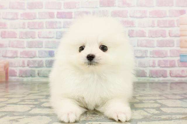 北海道のポメラニアン (Coo&RIKU旭川店/2026年3月3日生まれ/男の子/ホワイト)の子犬の1枚目の画像