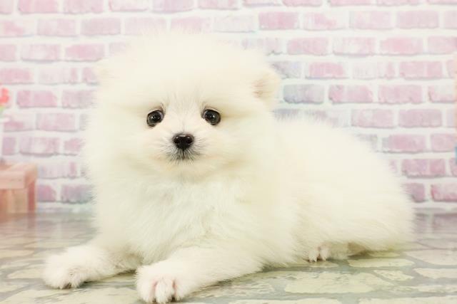 北海道のポメラニアン (Coo&RIKU旭川店/2026年3月3日生まれ/男の子/ホワイト)の子犬の2枚目の画像