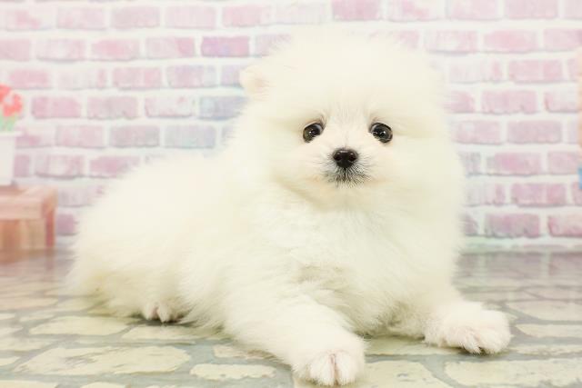 北海道のポメラニアン (Coo&RIKU旭川店/2026年3月3日生まれ/男の子/ホワイト)の子犬の3枚目の画像