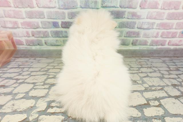 北海道のポメラニアン (Coo&RIKU旭川店/2026年3月3日生まれ/男の子/ホワイト)の子犬の4枚目の画像