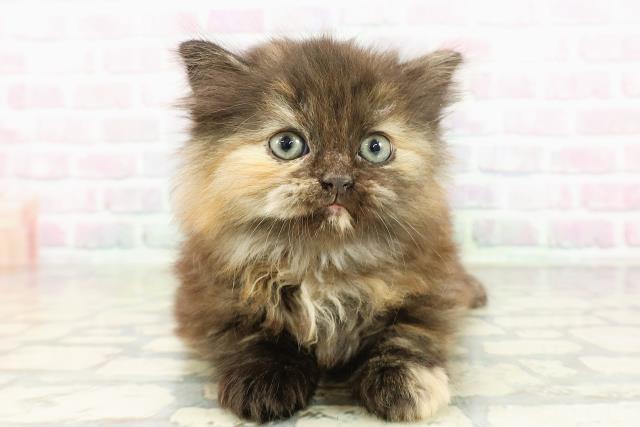 ミヌエット（長足）