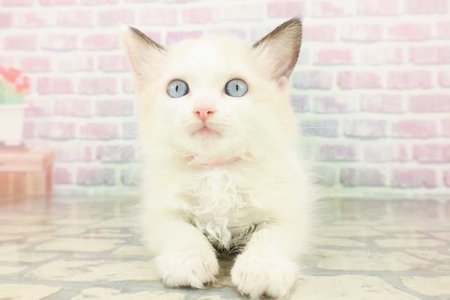 新潟県のラグドール (Coo&RIKU新潟東店/2026年3月1日生まれ/女の子/シールポイントバイカラー)の子猫の1枚目の画像