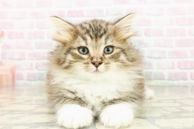 岩手県のノルウェージャンフォレストキャット (Coo&RIKU岩手盛岡店/2026年3月2日生まれ/男の子/ブラウンタビーホワイト)の子猫の1枚目の画像