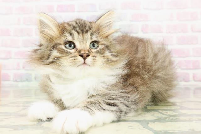 岩手県のノルウェージャンフォレストキャット (Coo&RIKU岩手盛岡店/2026年3月2日生まれ/男の子/ブラウンタビーホワイト)の子猫の2枚目の画像