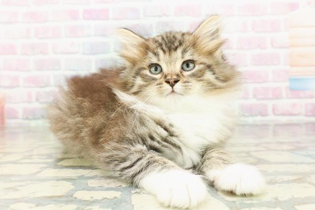 岩手県のノルウェージャンフォレストキャット (Coo&RIKU岩手盛岡店/2026年3月2日生まれ/男の子/ブラウンタビーホワイト)の子猫の3枚目の画像