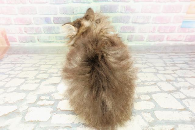 岩手県のノルウェージャンフォレストキャット (Coo&RIKU岩手盛岡店/2026年3月2日生まれ/男の子/ブラウンタビーホワイト)の子猫の4枚目の画像