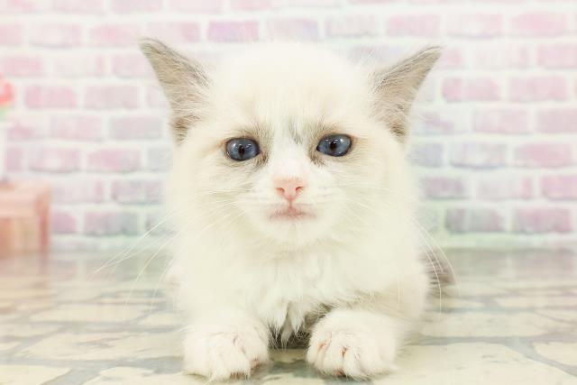沖縄県のラグドール (Coo&RIKUイオン北谷店/2026年2月28日生まれ/女の子/ブルーポイントバイカラー)の子猫の1枚目の画像