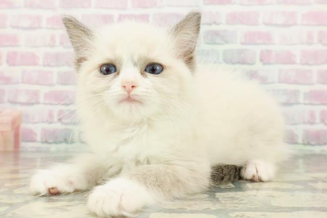 沖縄県のラグドール (Coo&RIKUイオン北谷店/2026年2月28日生まれ/女の子/ブルーポイントバイカラー)の子猫の2枚目の画像