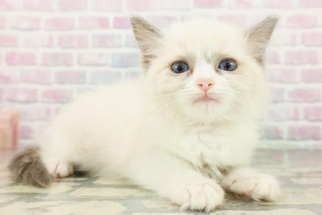 沖縄県のラグドール (Coo&RIKUイオン北谷店/2026年2月28日生まれ/女の子/ブルーポイントバイカラー)の子猫の3枚目の画像