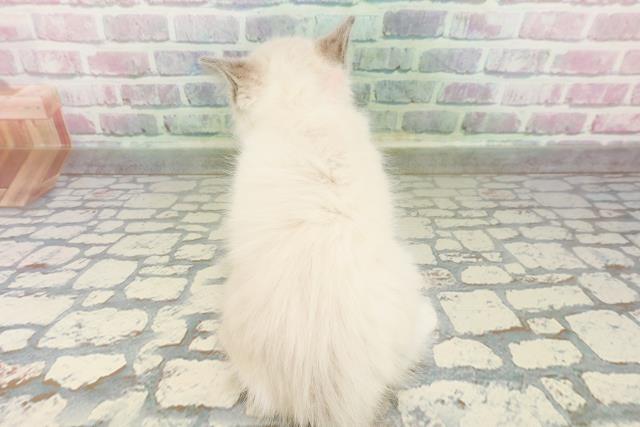 沖縄県のラグドール (Coo&RIKUイオン北谷店/2026年2月28日生まれ/女の子/ブルーポイントバイカラー)の子猫の4枚目の画像