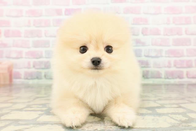 新潟県のポメラニアン (Coo&RIKU新潟西店/2026年2月28日生まれ/女の子/クリーム)の子犬の1枚目の画像