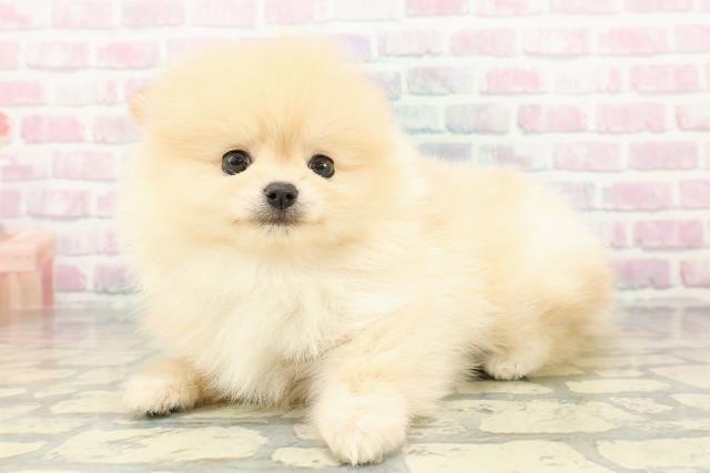 新潟県のポメラニアン (Coo&RIKU新潟西店/2026年2月28日生まれ/女の子/クリーム)の子犬の2枚目の画像
