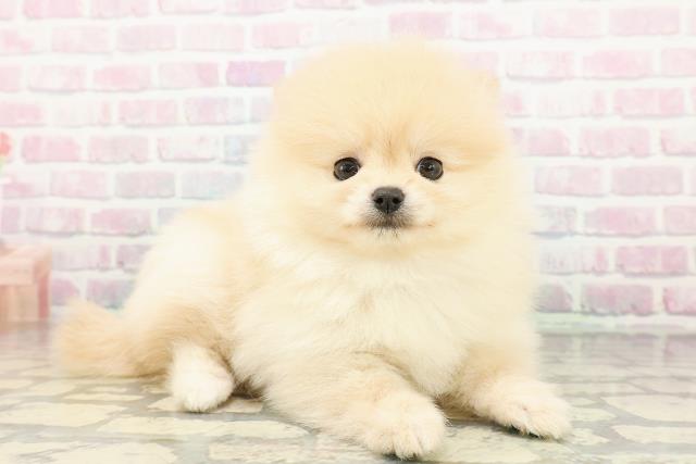 新潟県のポメラニアン (Coo&RIKU新潟西店/2026年2月28日生まれ/女の子/クリーム)の子犬の3枚目の画像