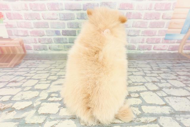 新潟県のポメラニアン (Coo&RIKU新潟西店/2026年2月28日生まれ/女の子/クリーム)の子犬の4枚目の画像