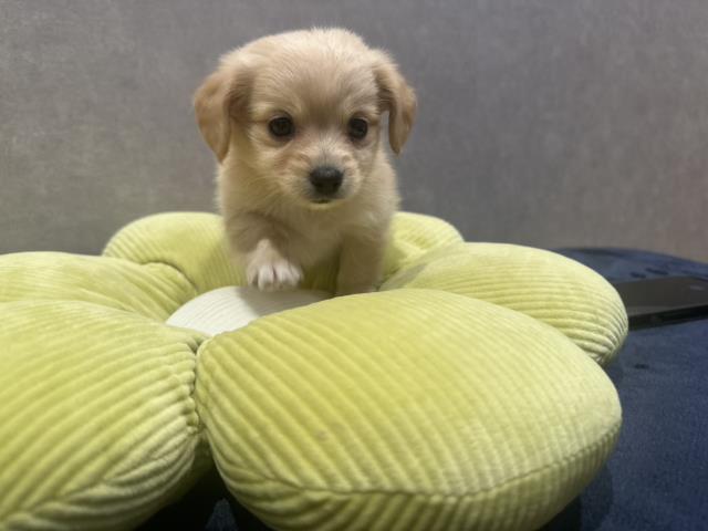 北海道のポメックス(ポメラニアン×ダックス) (Coo&RIKU函館店/2026年3月3日生まれ/男の子/クリーム)の子犬の1枚目の画像