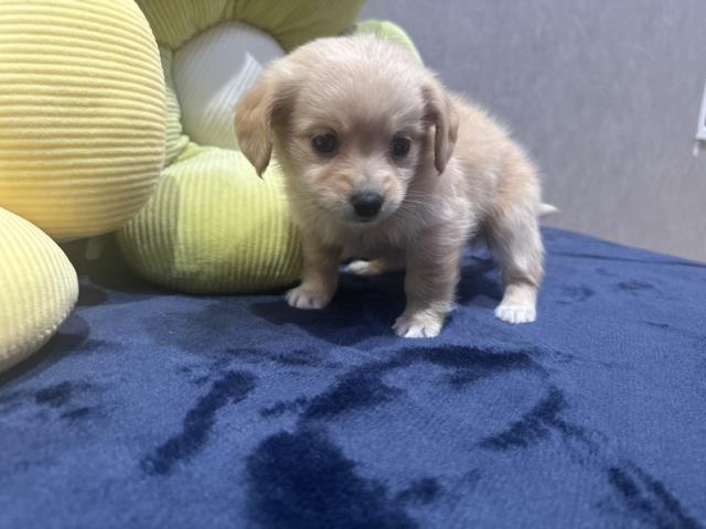 北海道のポメックス(ポメラニアン×ダックス) (Coo&RIKU函館店/2026年3月3日生まれ/男の子/クリーム)の子犬の2枚目の画像