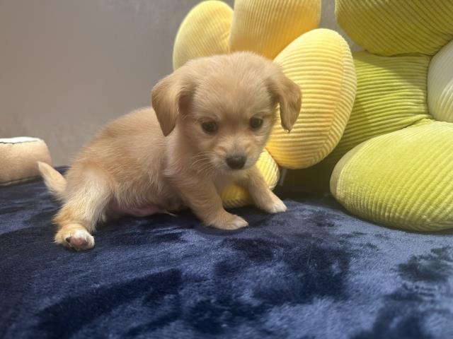 北海道のポメックス(ポメラニアン×ダックス) (Coo&RIKU函館店/2026年3月3日生まれ/男の子/クリーム)の子犬の3枚目の画像