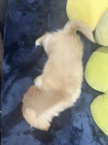 北海道のポメックス(ポメラニアン×ダックス) (Coo&RIKU函館店/2026年3月3日生まれ/男の子/クリーム)の子犬の4枚目の画像