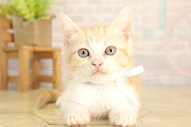 静岡県のスコティッシュフォールド (Coo&RIKU沼津店/2026年3月1日生まれ/男の子/レッドタビーホワイト)の子猫