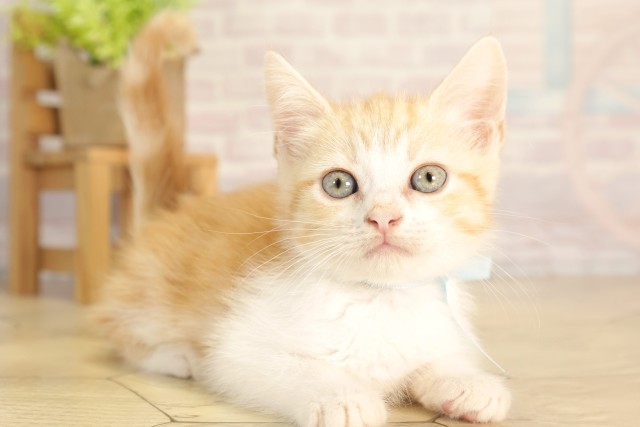 静岡県のスコティッシュフォールド (Coo&RIKU沼津店/2026年3月1日生まれ/男の子/レッドタビーホワイト)の子猫の2枚目の画像