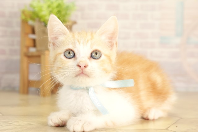 静岡県のスコティッシュフォールド (Coo&RIKU沼津店/2026年3月1日生まれ/男の子/レッドタビーホワイト)の子猫の3枚目の画像