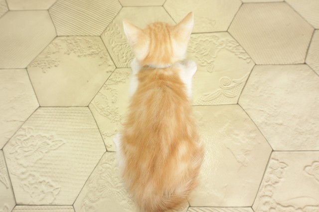 静岡県のスコティッシュフォールド (Coo&RIKU沼津店/2026年3月1日生まれ/男の子/レッドタビーホワイト)の子猫の4枚目の画像