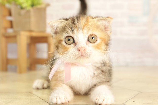 愛知県のスコティッシュフォールド (Coo&RIKU東海一宮店/2026年3月1日生まれ/女の子/キャリコ)の子猫の1枚目の画像