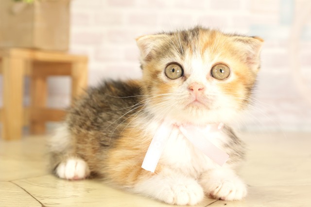 愛知県のスコティッシュフォールド (Coo&RIKU東海一宮店/2026年3月1日生まれ/女の子/キャリコ)の子猫の2枚目の画像