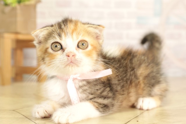 愛知県のスコティッシュフォールド (Coo&RIKU東海一宮店/2026年3月1日生まれ/女の子/キャリコ)の子猫の3枚目の画像