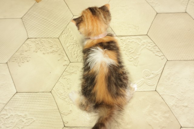 愛知県のスコティッシュフォールド (Coo&RIKU東海一宮店/2026年3月1日生まれ/女の子/キャリコ)の子猫の4枚目の画像