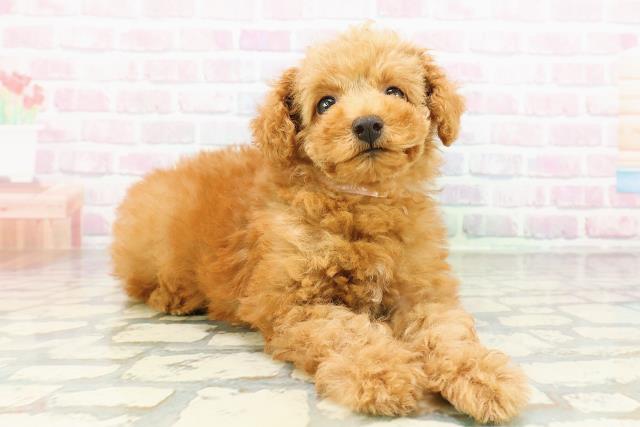 茨城県のトイプードル(トイ) (Coo&RIKUコメリパワーつくば西店/2026年2月26日生まれ/女の子/アプリコット)の子犬の3枚目の画像