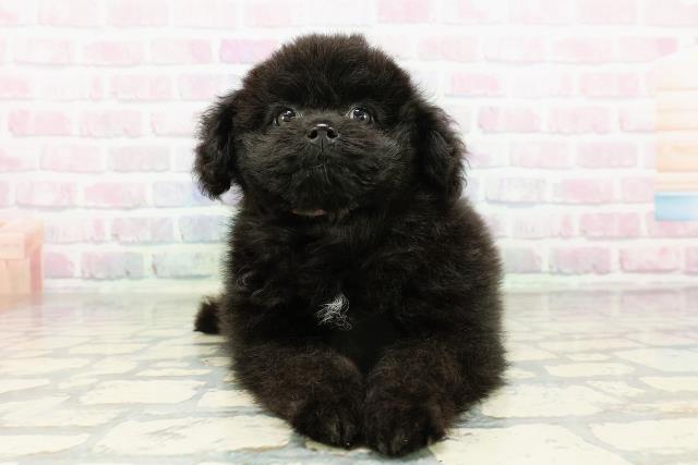 東京都のポメプー(ポメラニアン×プードル) (Coo&RIKU練馬店/2026年2月27日生まれ/女の子/ブラック)の子犬