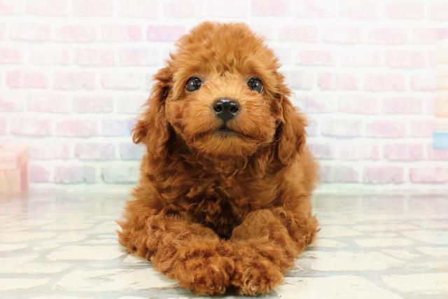 東京都のトイプードル(トイ) (Coo&RIKU足立本店/2026年2月27日生まれ/男の子/レッド)の子犬