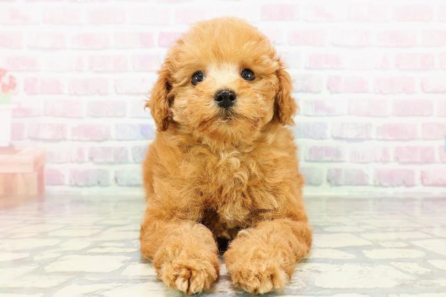 トイ・プードル