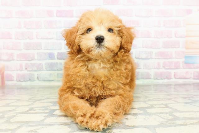 茨城県のトイプードル(トイ) (Coo&RIKU石岡店/2026年2月28日生まれ/女の子/アプリコット)の子犬の1枚目の画像